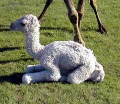 It is brown with short fur and long, thin legs. Pin On White Animals