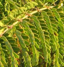 Image result for Acacia pilispina