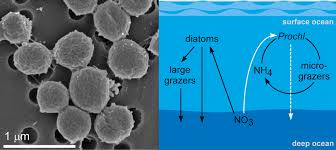 Prochlorococcus is the smallest marine phytoplankton and important to... |  Download Scientific Diagram