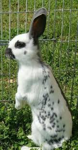 Black And White Spotted Rabbit Breeds Pin By Dianne Bohac On Bunny Rabbit Breeds Pet Rabbit Care Pet Rabbit