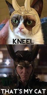 The Avengers Photo Tada Marvel Memes Marvel Jokes Loki Cat