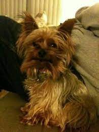 The paw prints were probably from someone who had walked their pet down that tl;dr: 20 Lost And Found Yorkies Y Mixes Ideas Lost Found Yorkie Losing A Dog