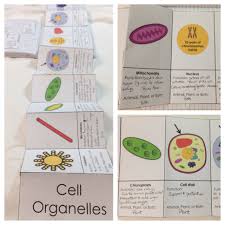 Structure Of Life Interactive Notebook Inb Pages Kesler Science Cell Interactive Notebook Life Science Middle School Science Cells