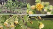 Image result for Sesbania keniensis