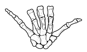 Surf Shaka Sign Hand Drawn Illustration Of Hand Skeleton Sticker By Archiwiz White Background 3 X3 Skeleton Hand Tattoo Skeleton Sticker Shaka Sign
