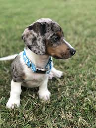 Doxielove Piebald Mini Dachshund Dachshund Dachshund Breed Dapple Dachshund Piebald Dachshund