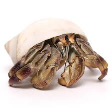 Is there any clues to where it would go? Hermit Crab Medium