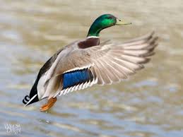 ✓ free for commercial use ✓ high quality images. Mallard Duck Wallpaper Wallpaper Free Download 1600 1000 Mallard Duck Wallpapers 52 Wallpapers Adorable Wallpapers Mallard Duck Duck Wallpaper Mallard