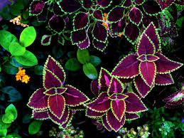Check spelling or type a new query. 17 Shade Flowers For Pots To Add Year Round Variety