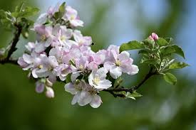We did not find results for: Apple Tree Blossom Fruit Free Photo On Pixabay