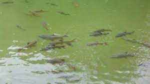 Cek artikel ini dan dapatkan juga ulasan menariknya! Mau Tahu Ikan Sakti Di Sungai Janiah Sumbar Lihat Video Ini Tribun Batam