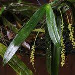 Image result for Diaphananthe