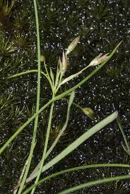 Image result for Rhynchospora brevirostris