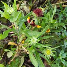 Oktoberimpressionen Aus Dem Garten Die Kokardenblume Hat Gebluht Bluht Und Bekommt Noch Neue Knospen Bin Gespannt Gartenblumen Blumenfotos Blumen Fotografie