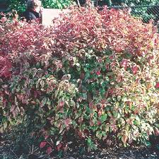 Maybe you would like to learn more about one of these? Red Twig Dogwood Red Osier Dogwood Cornus Sericea My Garden Life