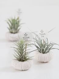 Air Plant Wedding Favours Plant Wedding Favors Modern Wedding Favors Wedding Favours