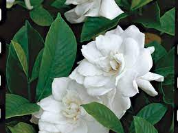 Maybe you would like to learn more about one of these? Bunga Bungaan Harum Untuk Halaman Myrokan