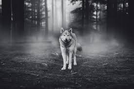 Wolves guide autistic boy to safety