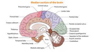 Image result for Postconcussion Syndrome