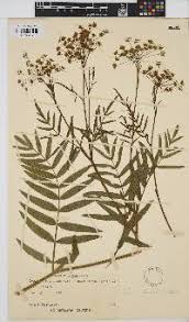 Image result for Sium repandum