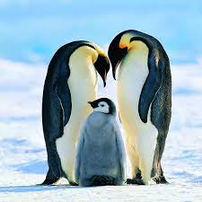In 1980, a tiny emperor penguin made international zoological history. Emperor Penguin Facts Aptenodytes Forsteri