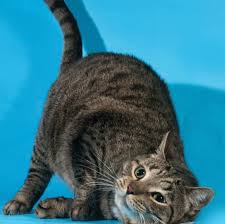 kediler neden surtunur pet ihtiyac blog