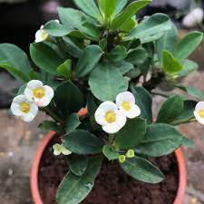 Image result for Euphorbia pfeilii