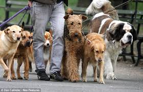 The healthy paws dog insurance plan covers your dog's veterinary bills for new injuries, illnesses, emergencies, genetic conditions and much more with up to 90 the plan even covers alternative care. Professional Dog Walkers Can Earn 64 000 A Year Survey Finds Daily Mail Online