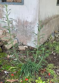 Image result for Erigeron sumatrensis