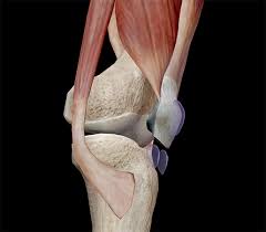Salih memişoğlu'nu öldürdüğü iddia edilen. Learn Muscle Anatomy Bursae