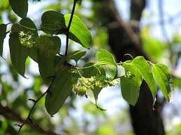 Image result for Smilax