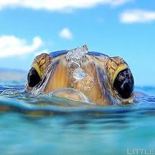 Follow Wildlifeanmls For More Amazing Animals Photos Videos Turtle Photography By Clarklittle Naturegeography Animals Sea Animals Turtle