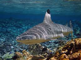 Black And White Shark Species Black Tip Shark Types Of Sharks Shark Reef Shark