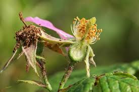 Image result for Rosaceae