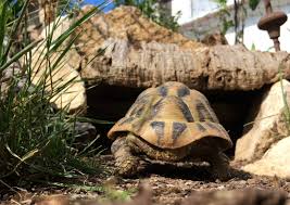 Beim kauf der tiere, schaut euch das gehege des züchters an, schaut euch am besten mehrere züchter an, leider gibt es viele schwarze schafe. Uberhitzung Von Landschildkroten Landschildkroten Stuttgart
