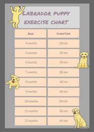 Answered Your Questions About How Much Exercise Labradors Need
