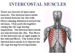 Wear and tear within the facet joints and/or costovertebral joints can lead to the breakdown of cartilage, resulting in inflammation, osteophytes (bone spurs), and pain. Pin On Shoulder Pain Research