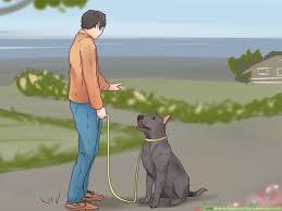 Check spelling or type a new query. How To Teach Your Dog To Walk On A Leash 12 Steps With Pictures