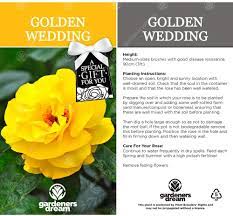 Maybe you would like to learn more about one of these? Buy Golden Wedding Rose 50th Wedding Anniversary Gift Help Celebrate A Special Couple S Golden Wedding Anniversary With A Unique Living Plant Gift Online In Uk B07snfzz9n