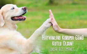 5199 Sayili Hayvanlari Koruma Kanunu Nedir Pati Uzmani 2020 Hayvan Kopek Egitimi Hayvan Haklari