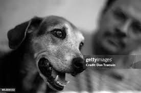 772,859 Don Stock Photos, High-Res Pictures, and Images