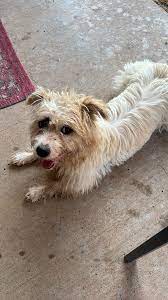 Found dog near 108th & Chicago | Facebook