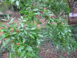 Image result for Fernandoa magnifica