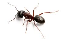 Contact affordable pest control today for the effective and humane removal of problem bugs, wildlife and birds. Pest Control Exterminators Ants Bedbugs Cockroaches Mice Rats Fleas Ticks Centipede Millipede Crickets Earwigs Silver Fish Spiders Bee Wasp Fly Gnat Mites Termites Beetle Mosquito Moth Weevil Baychester Baychester Houses