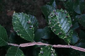 Image result for Ulmaceae