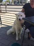 Anatolian Shepherd Great Pyrenees Mix—Is This Cross Right ...