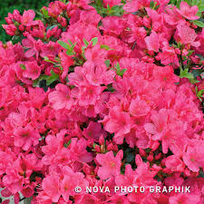 Azalea Anne Frank Green Gift