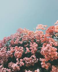 Pin Heatherdelamorton Flower Aesthetic Flower Wallpaper Nature