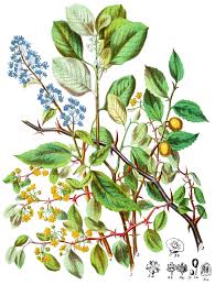 Image result for Rhamnaceae