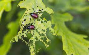 If you spend any time near gardens or vegetable and fruit crops, you've probably laid eyes on a few brown marmorated stink bugs. Garden Guide What S Eating My Plants